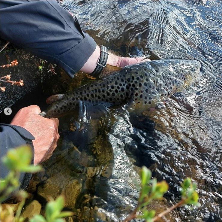 Catch and release fjällöring 1,5 kg.